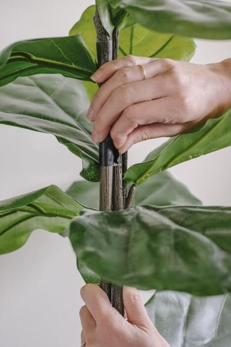 a diy fig tree