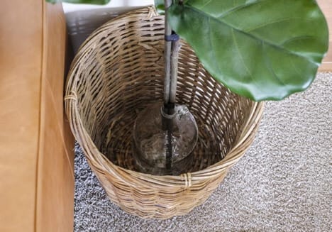 a diy fig tree