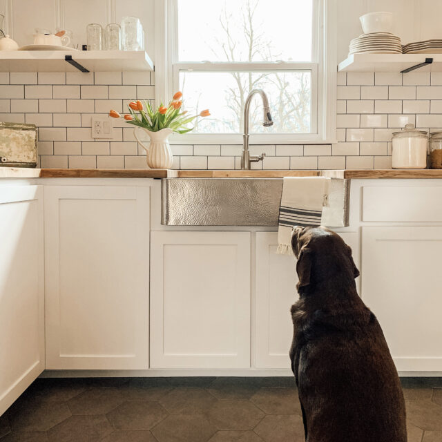 A dog sits on the kitchen floor starring longingly at a stainless steel farmhouse sink.